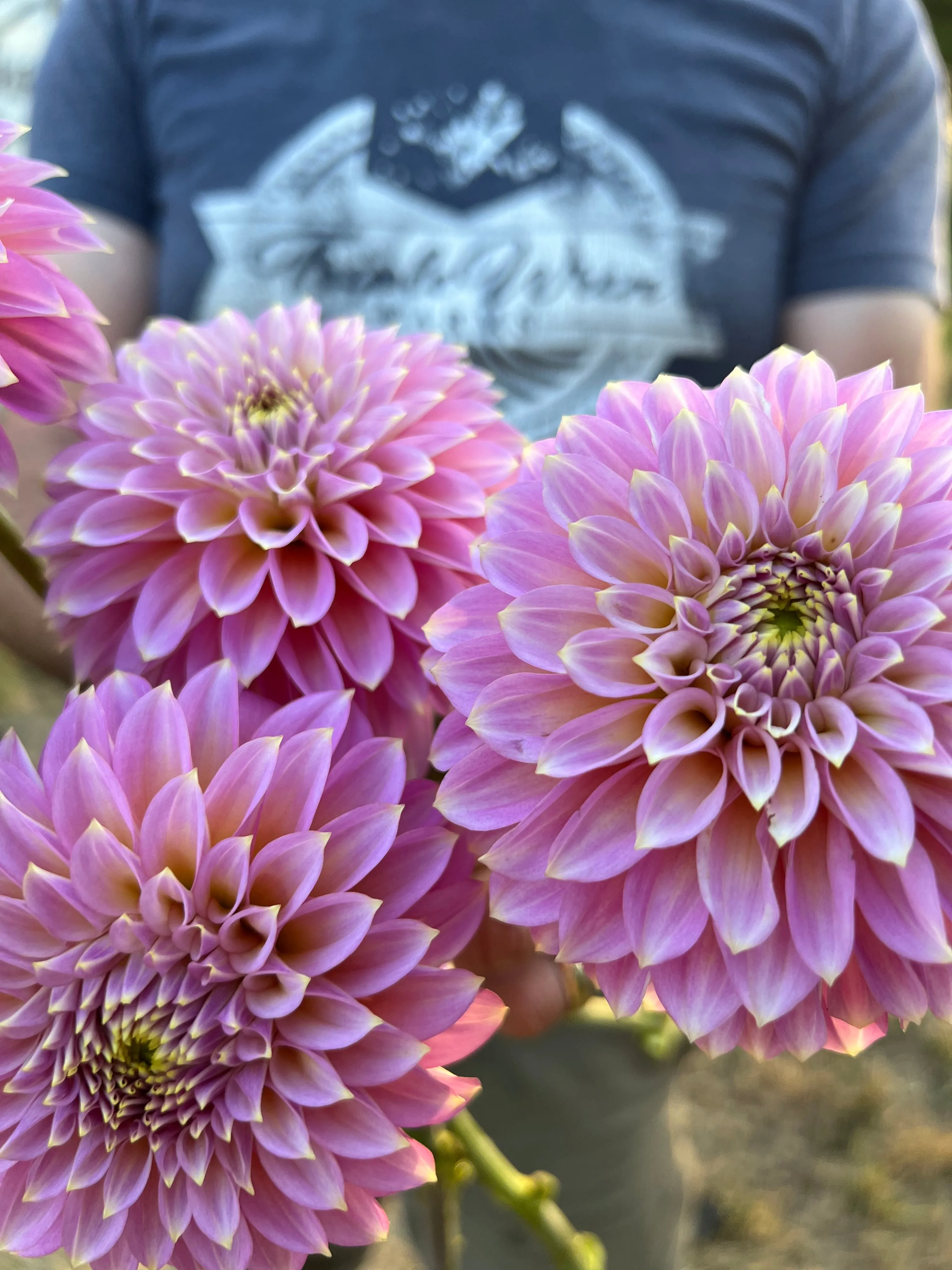 Bloomquist Essence Dahlia Plant: Rooted cutting