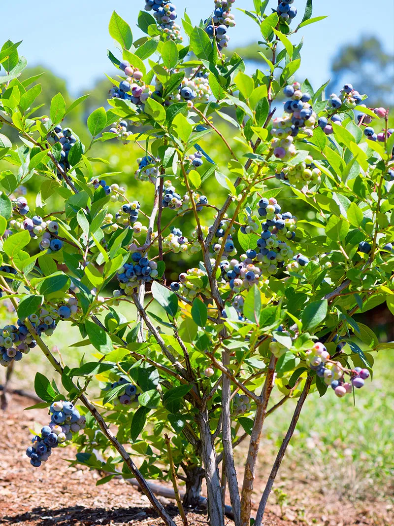 Blueberry - Powder Blue (Rabbit Eye)
