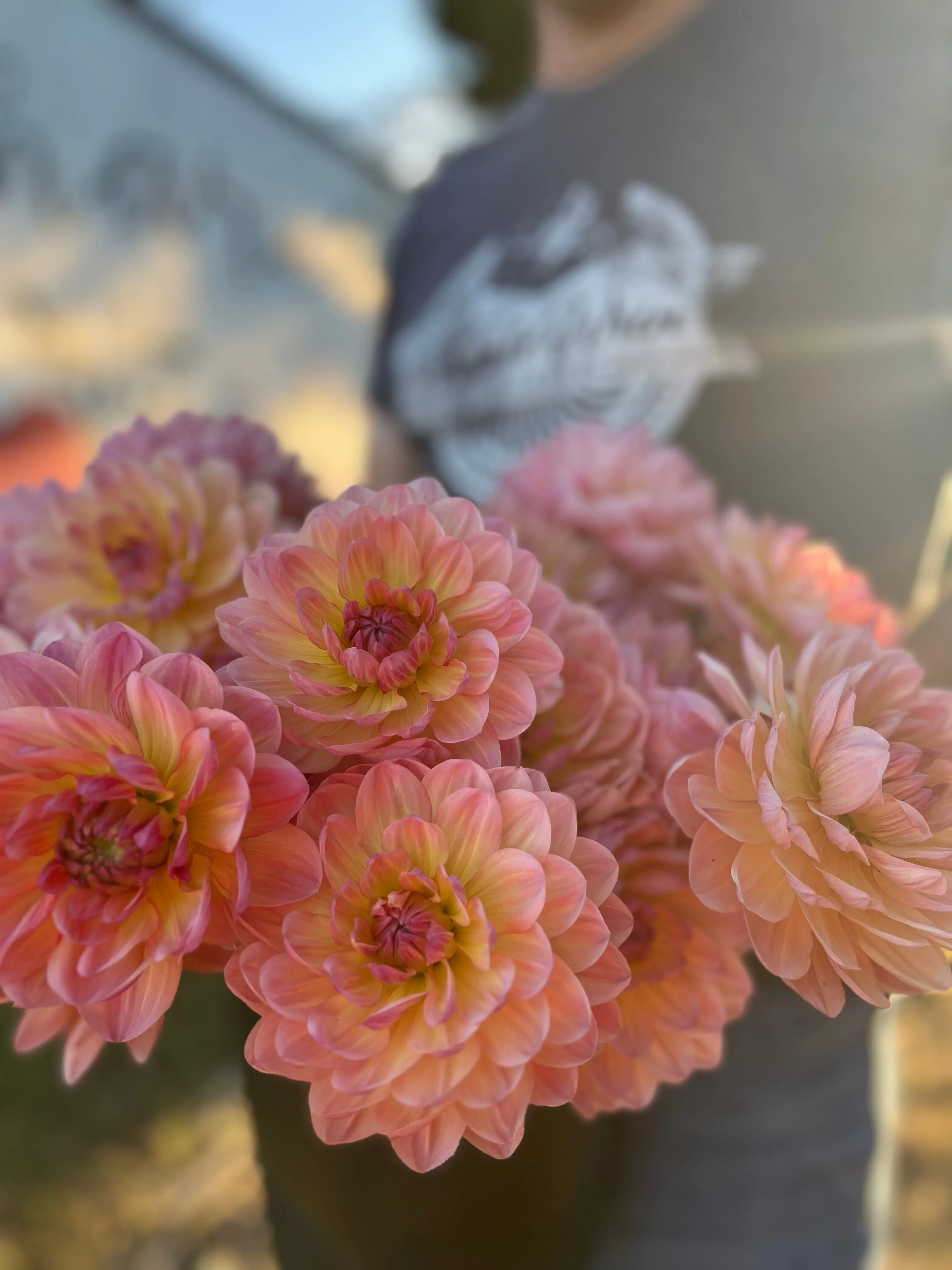 Sandia Bliss Dahlia Tuber