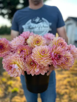 Sandia Bliss Dahlia Tuber
